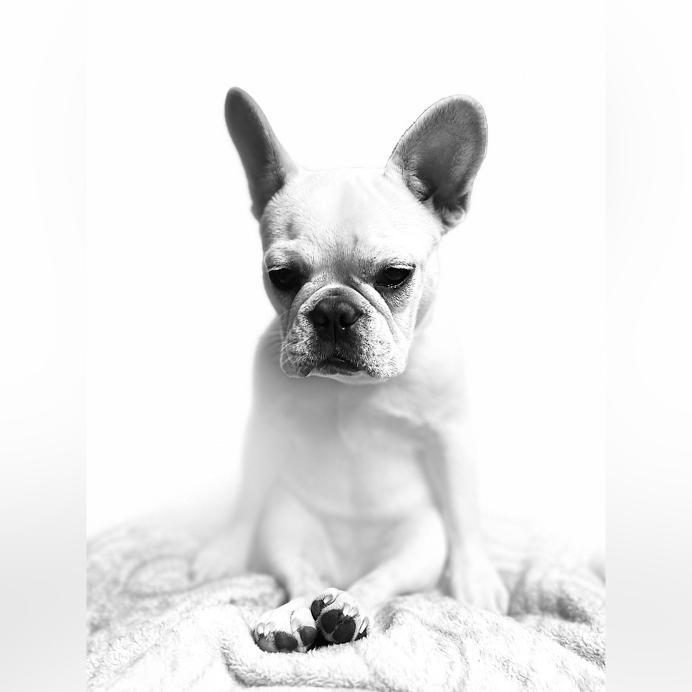 Meet your Posher, Maurice